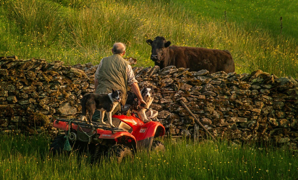 Stone and steel-frame farm buildings in the Cumbrian countryside